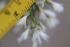 Baccharis halimifolia