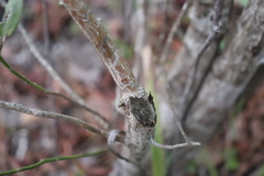Baccharis halimifolia