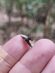 Gasteracantha quadrispinosa