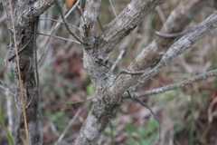 Baccharis halimifolia