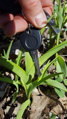 Hemerocallis fulva