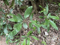 Turpinia formosana