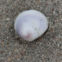 Sigapatella novaezelandiae