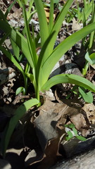 Hemerocallis fulva