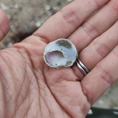 Sigapatella novaezelandiae