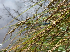 Austrolestes colensonis