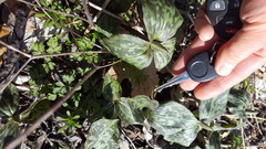 Trillium recurvatum