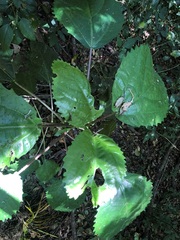 Dendrocnide photiniiphylla