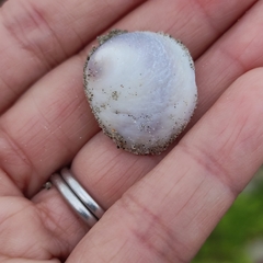 Sigapatella novaezelandiae