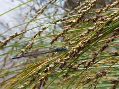 Austrolestes colensonis