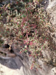 Euphorbia arizonica
