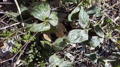 Trillium recurvatum
