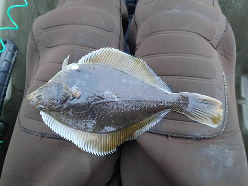 Yellowfin sole (Limanda aspera) — Pleuronectidae — 2