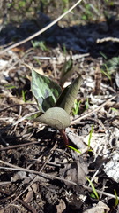 Trillium recurvatum