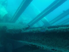 Acanthurus triostegus