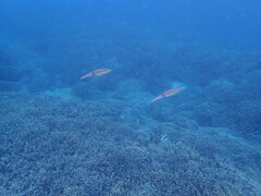 Sepioteuthis lessoniana