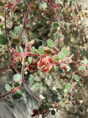 Euphorbia arizonica