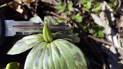 Trillium recurvatum
