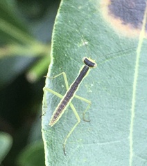Orthodera ministralis