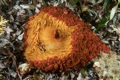 Phlyctenactis tuberculosa