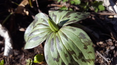 Trillium recurvatum
