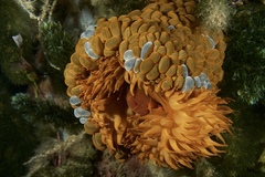 Phlyctenactis tuberculosa