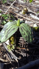 Trillium recurvatum