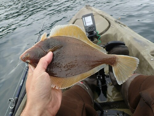 Yellowfin Sole