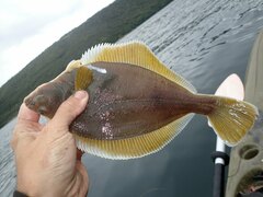Limanda