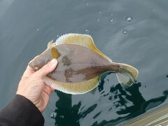 Limanda