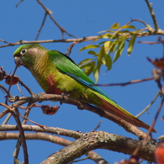 Pyrrhura frontalis