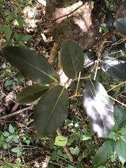 Diospyros fasciculosa