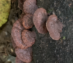 Punctularia strigosozonata
