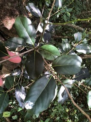 Diospyros fasciculosa