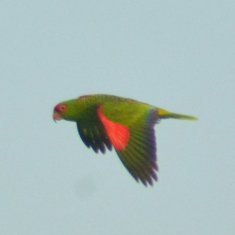 Red-spectacled Amazon (Amazona pretrei), photo 8