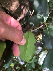 Diospyros fasciculosa