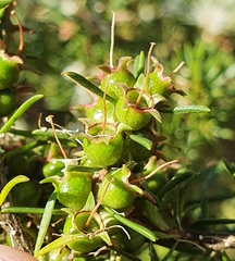 Kunzea ambigua