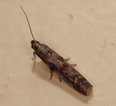 Cryptoblabes hemigypsa