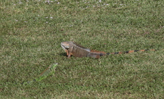 Iguana iguana
