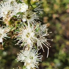 Kunzea ambigua