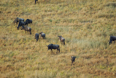 Connochaetes taurinus mearnsi