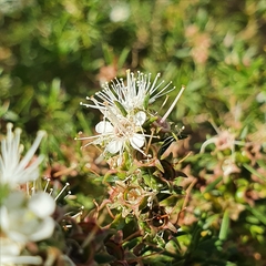 Kunzea ambigua