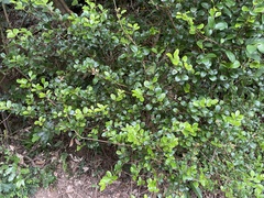 Syzygium elliptifolium