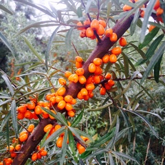 Hippophae rhamnoides
