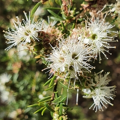 Kunzea ambigua