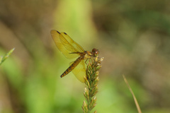 Perithemis icteroptera