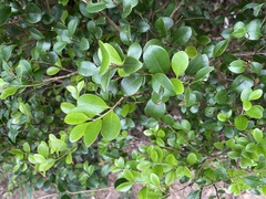 Syzygium elliptifolium