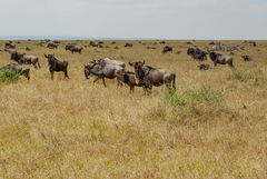 Connochaetes taurinus mearnsi