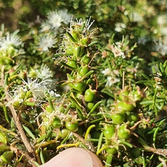 Kunzea ambigua