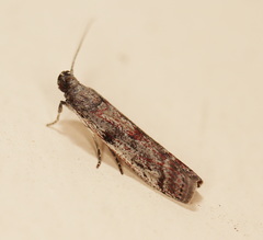 Cryptoblabes hemigypsa